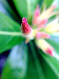 Close-up of pink flower