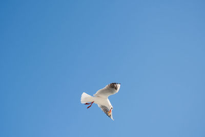 Low angle view of seagull flying in sky