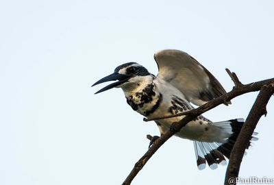 Low angle view of bird perching on tree against sky