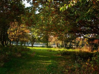 View of trees on grass