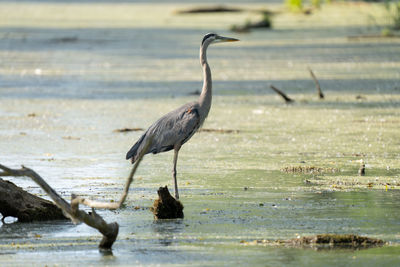 Great blue heron standing in the waters of the wetlands on a sunny day