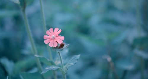 Close-up of honey bee on pink flower