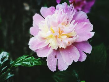 Close-up of raindrops on pink flower