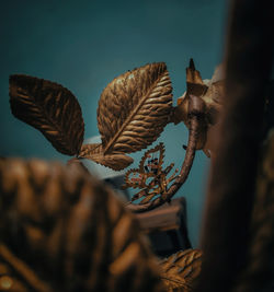 Close-up of dried leaves on plant