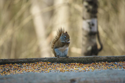 Close-up of squirrel on wall