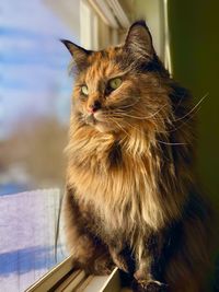Cat, mainecoon