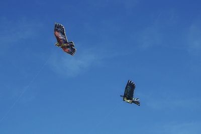 Low angle view of eagle flying against blue sky