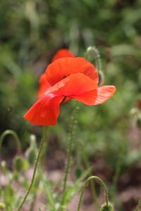 Close-up of red poppy flower