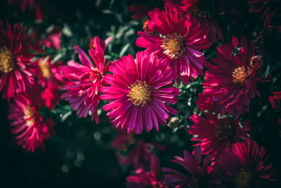 Close-up of pink flowering plants