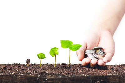 Cropped hand of person holding coins by saplings against white background