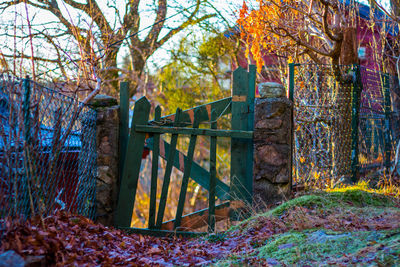 Tree trunk in autumn