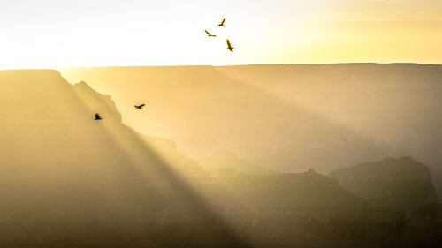 Birds flying in the sky