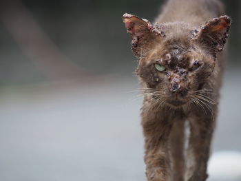 Close-up of a cat