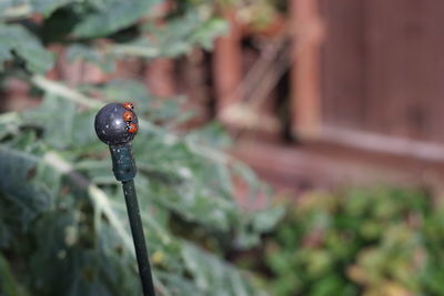 Close-up of red berries on plant