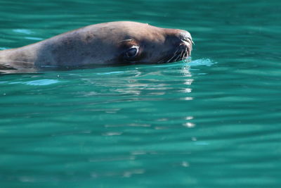 Seal in water