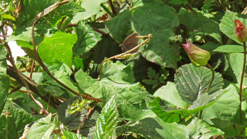 Close-up of green leaves on plant