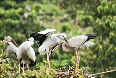 View of birds on field