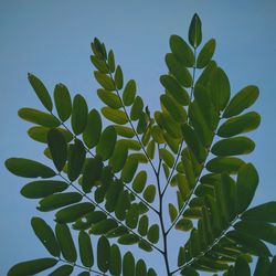 Low angle view of succulent plant against clear blue sky