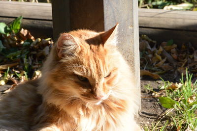 Close-up of cat on field