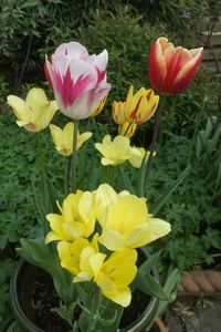High angle view of yellow flowers on field
