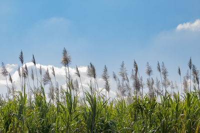 Plants growing on field against sky