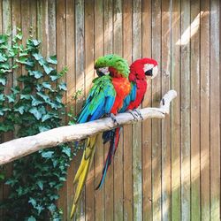 View of parrot perching on wood