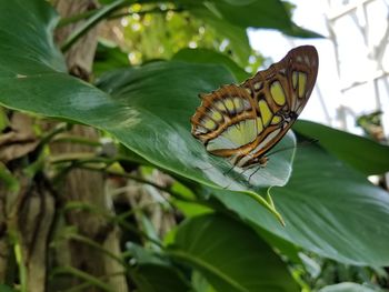 Close-up of butterfly on leaf