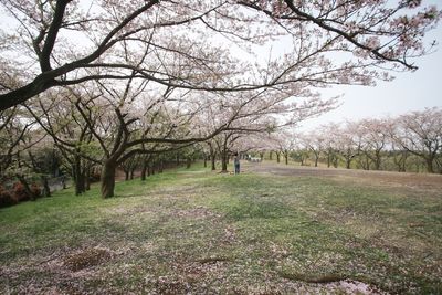 Bare trees on grassy field