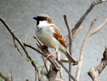 Close-up of bird perching on branch