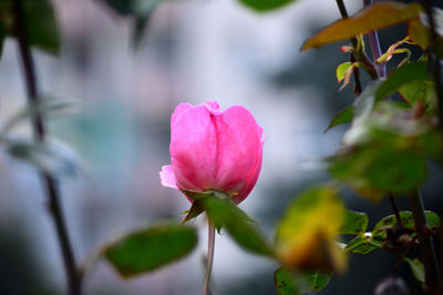 Close-up of pink flower blooming outdoors