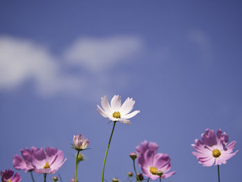 Low angle view of white flowering plant against sky