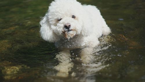 Close-up of dog in water