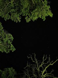 Plants and trees against sky at night