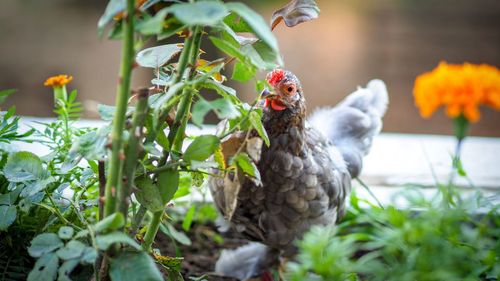 Close-up of birds in a plant