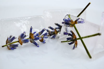 Close-up of frozen flowers on table