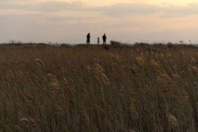 Scenic view of field against sky during sunset