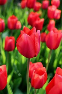 Close-up of red tulip blooming outdoors