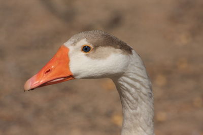 Close-up of bird