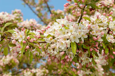 Close-up of pink flowers on branch
