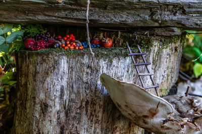 Close-up of fruit growing on tree trunk