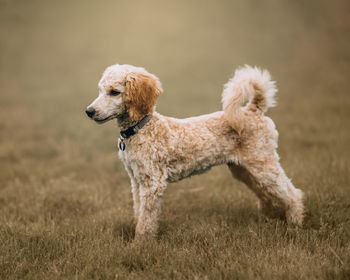 Close-up of dog running on field