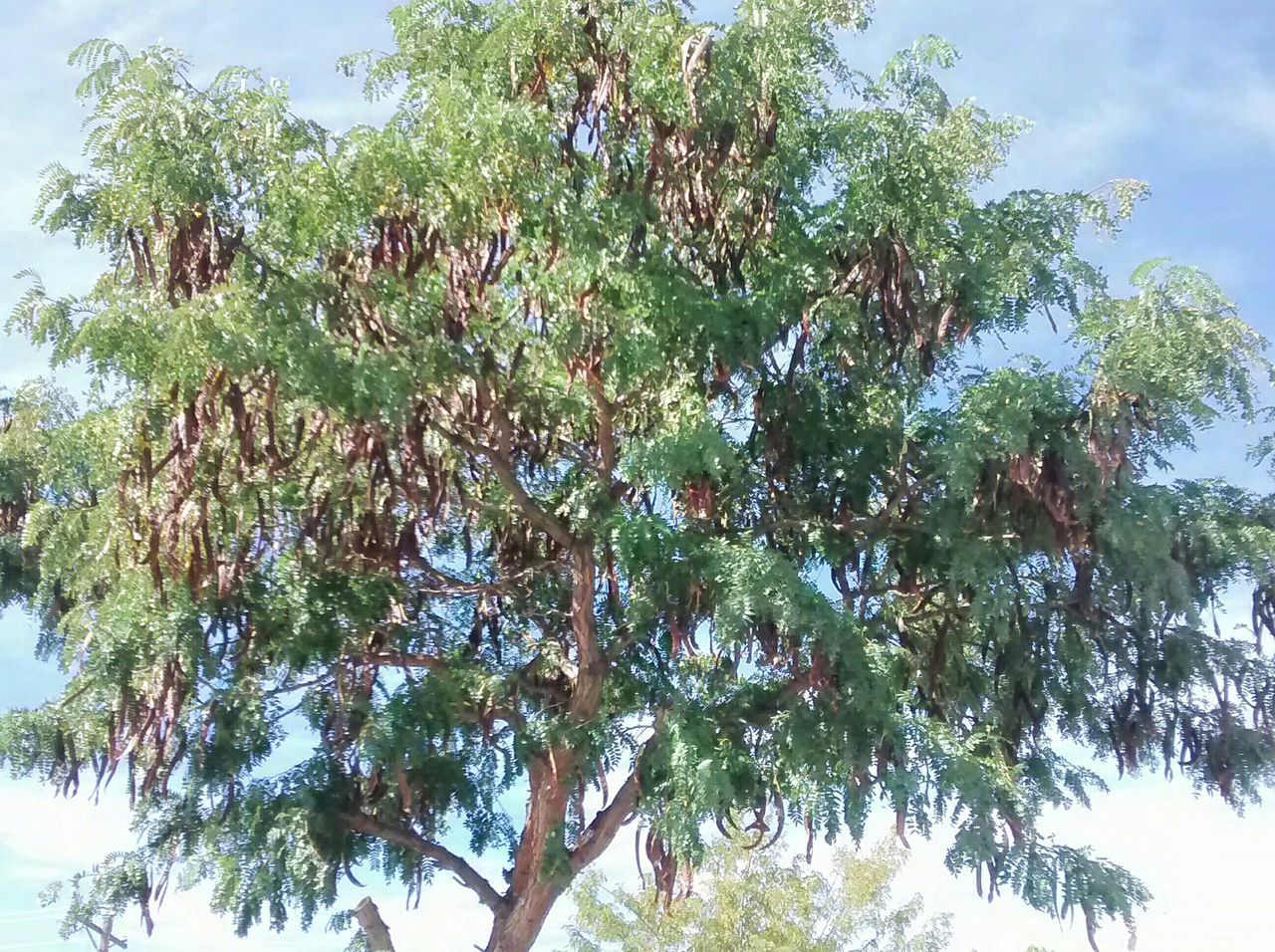 tree, low angle view, growth, sky, branch, tranquility, nature, beauty in nature, green color, tree trunk, tranquil scene, day, scenics, palm tree, leaf, no people, blue, outdoors, cloud, sunlight