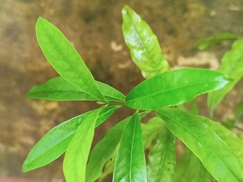 Close-up of green leaves