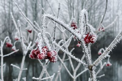 Close-up of snow covered plant