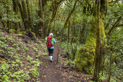 Rear view of woman walking in forest