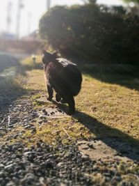 Black dog walking on grass