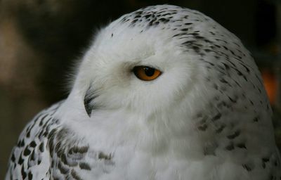 Close-up portrait of owl