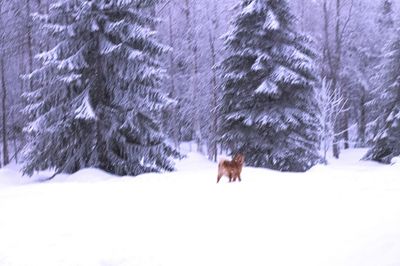 Scenic view of snow covered landscape