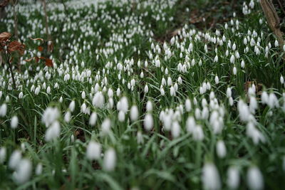 Close-up of white flowering plants on land