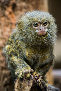 Portrait of monkey